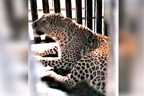 02022023 sandur leopad captured