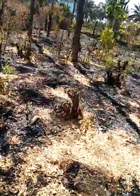 ಆಕಸ್ಮಿಕ ಅಗ್ನಿ ಅವಘಡ: ತೋಟಗಾರಿಕಾ ಬೆಳೆಗಳು ಅಪಾರ ನಷ್ಟ