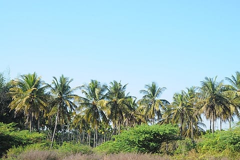CTD 24 Coconut -04