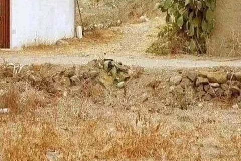 Cat 1