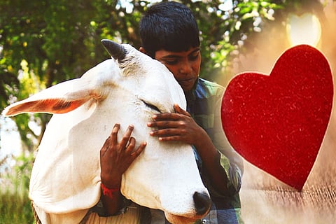 Cow Hug Day
