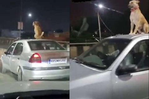 Dog