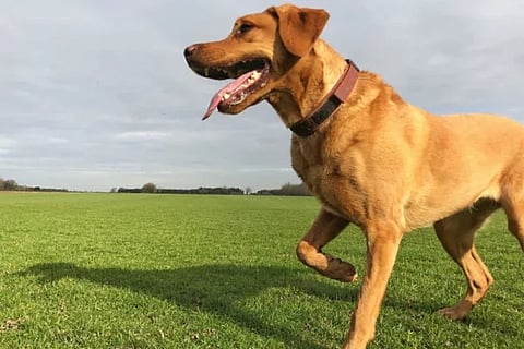 Dog