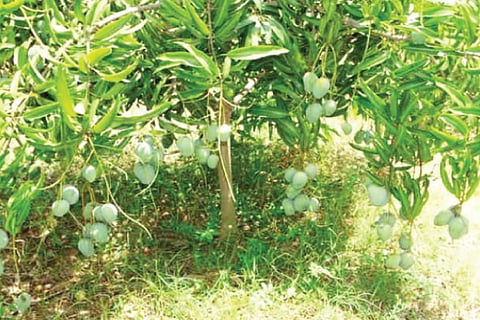 Mango