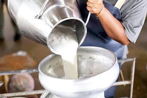 Milk Dairy