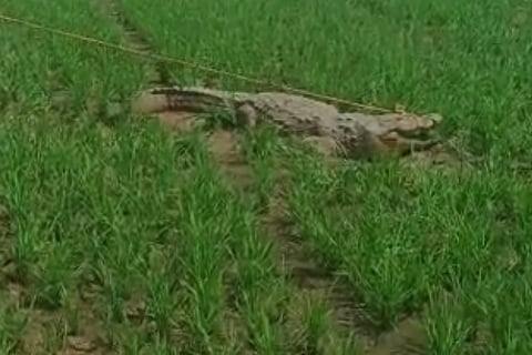 crocodile in farm