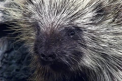 Porcupine