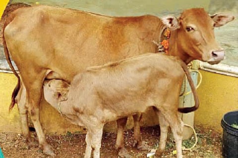 Punyakoti