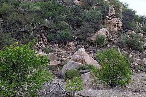 Spot the Deer