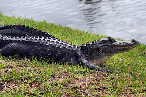 alligator representative image