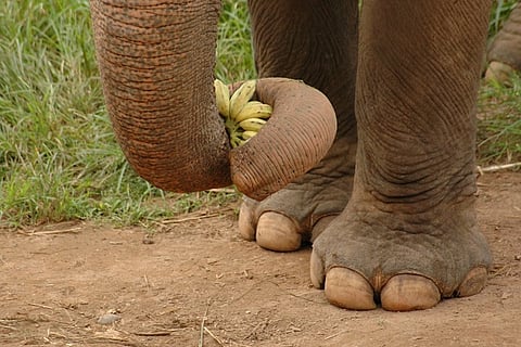 elephant