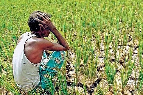 farmer sucide