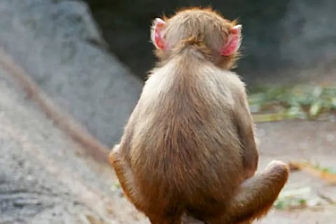 monkey