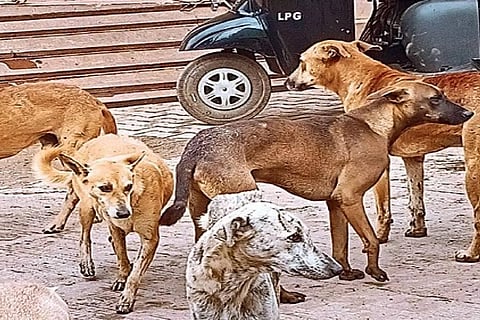 stary dogs