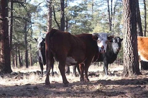 wild cows