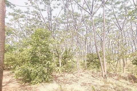 10MDG1 krushi