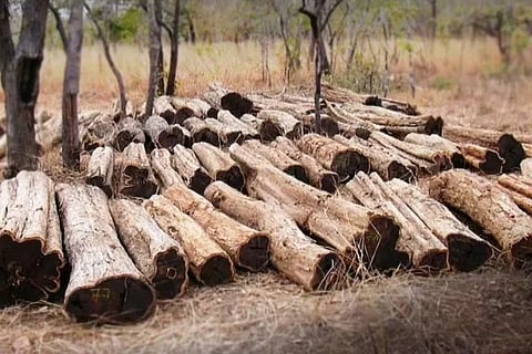 AfricanBlackwood
