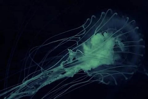 Amoeba
