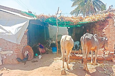Challakere, Hirehalli, Job, Problem. Special Report,