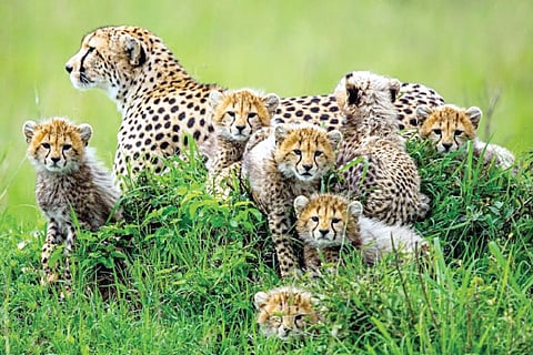 Cheetah