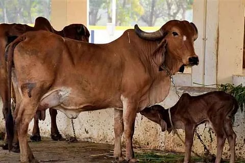 Cow
