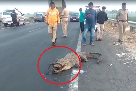 Crocodile