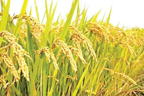 Crop