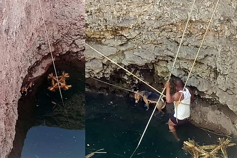 Dog Rescue