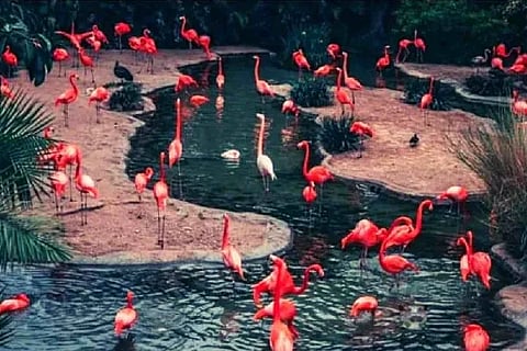 Find the Hippo