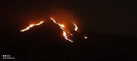 Forest Fire