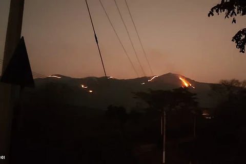 Forest Fire