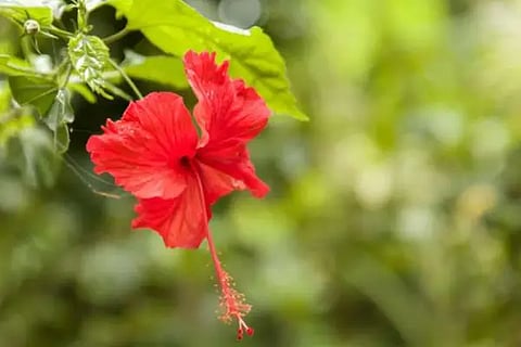 Hibiscus