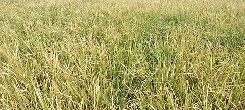 IMG-20230318-WA0113