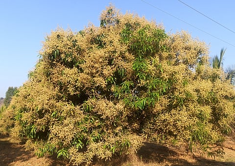 Mango
