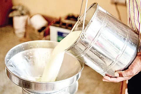 Milk