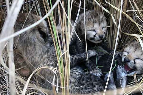 Namibian cheetah