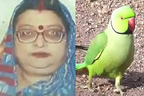Pet Parrot