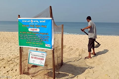 Sea Turtle Eggs