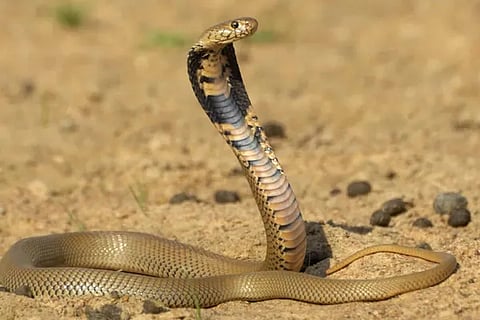 Snakes