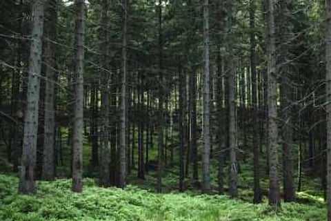 Spot the Bear 1