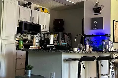 Spot the Cats