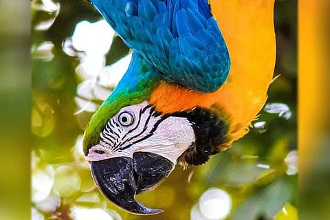 Spot the bottle in Macaw