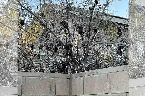 Spot the cat