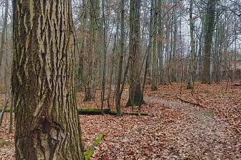 Spot the dog 1