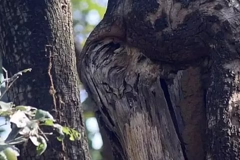 Spot the owl
