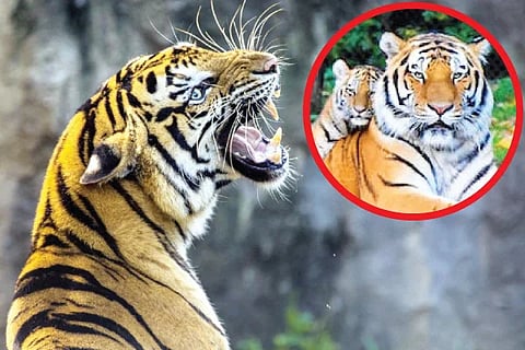 Tiger