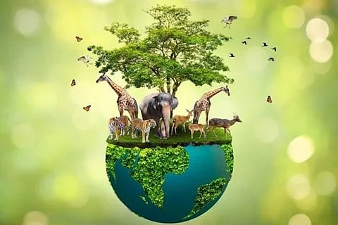 Wild Life