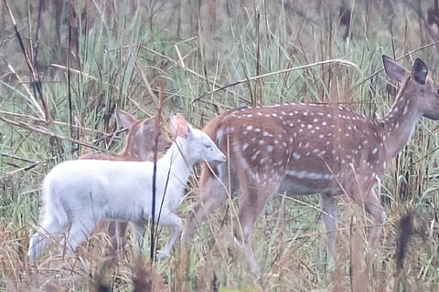 albino deers