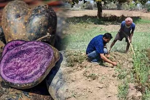 black potato