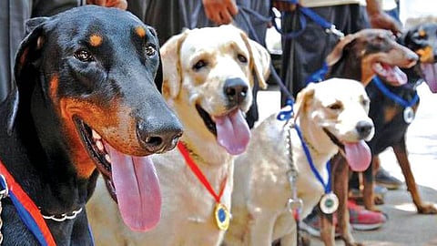 dog show 1